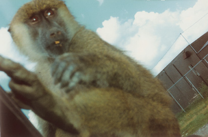 [monkey01.jpg]
